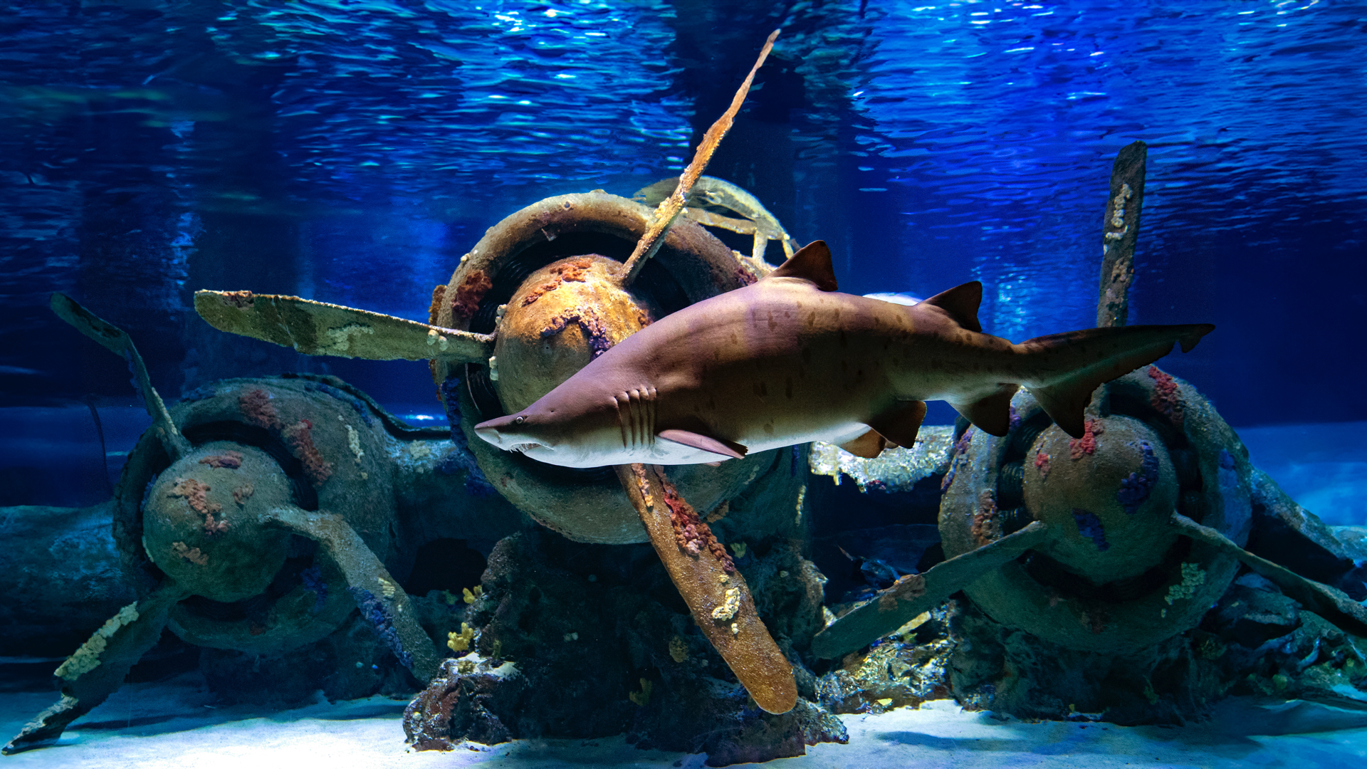Antalya Aquarium
